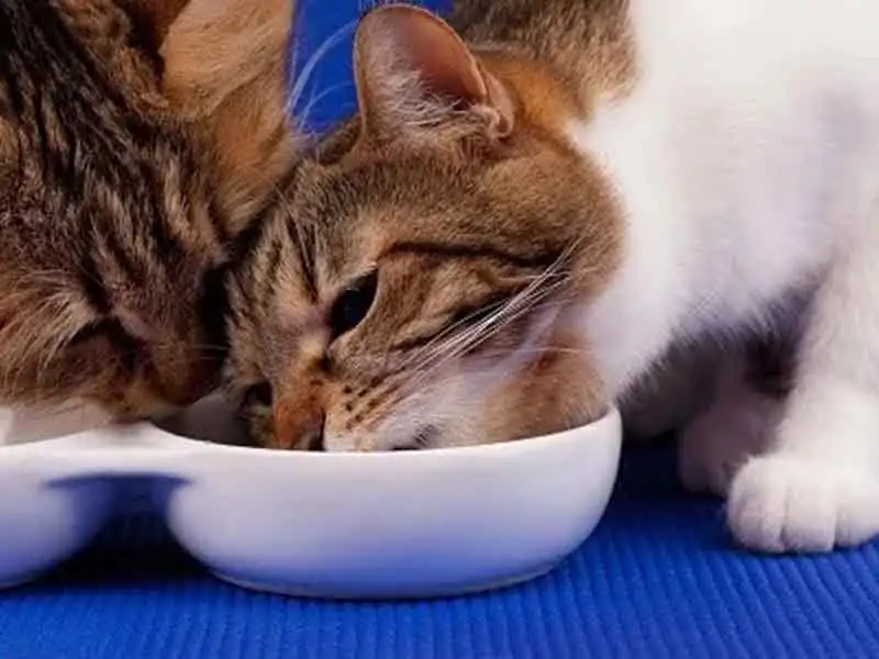 Do cats share food bowls?